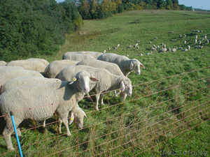 Продаём овец мясной породы МЕРИНОС  #745988