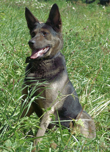 Собака Чара в добрые руки #742008