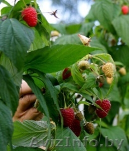 саженцы малины ремонтантной #730488