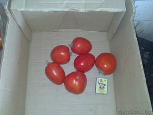 Продаем Свежий Томат