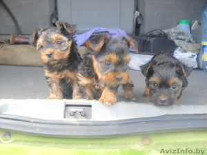 Щенки (кобели)красавцы удалые #741362