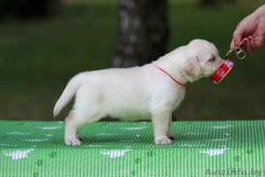 Щенки лабрадора ретривера от Чемпионов! #740510