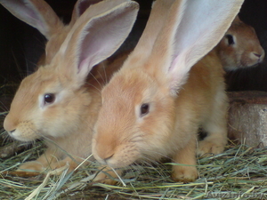 Продажа кроликов!!! в Минске #748258