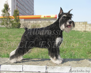 Великолепные щенки цвергшнауцера для Вас! #730442