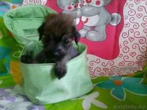 Китайская хохлатая мальчик с идеальным заростом,  отлично сложен.Кушает сам.  #747217