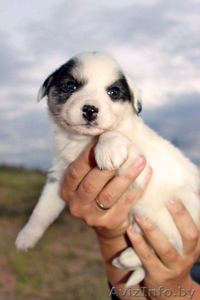 Вот оно Ваше счастье Звоните оно Вас ждет #743559