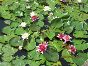 водяные лилии (нимфеи) #739233