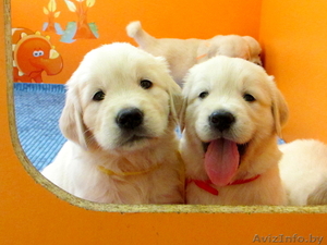 Золотистые ретриверы от MAJESTIC Dog #746011