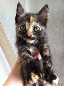 Котята безвозмездно/в дар #745930