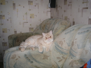 Угловой диван + кресло (Пинскдрев) #741425