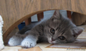 Очаровтельные британские котята #739411