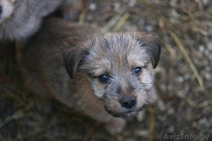 Двух месячные щенки в дар! #735878