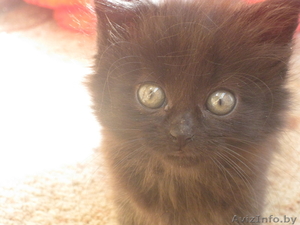 Чёрненькая кошечка малышка 3 недели ищет заботливых хозяев ,  #744299