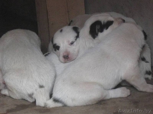 средеазиадская овчарка, туркменский алабай щенки. #739834