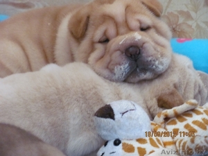 Щенки породы шарпей #745203