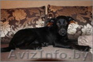 Замечательная собака ищет любящего хозяина #738019