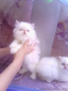 Чудесные котята #745273