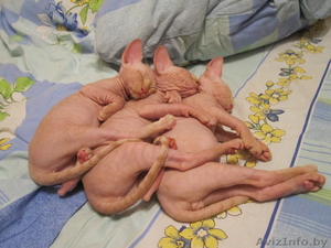 Канадский свинкс #745570