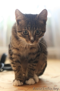 Чудесный ласковый котенок в дар #747579