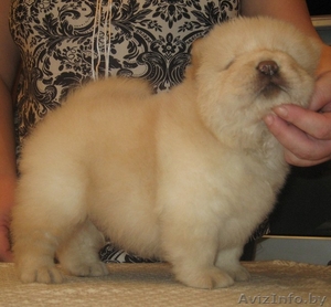 Чау-чау щенки красного и кремового окраса! #737252