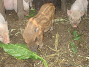 Вьетнамские  травоядные поросята #730351