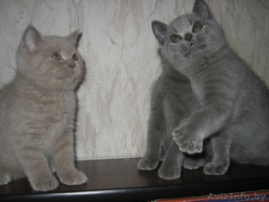 Британские котята шоу класса #733604