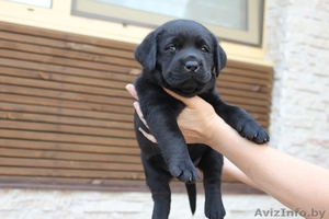 Продаются щенки лабрадора-ретривера #57208