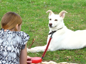 чудесная собака в хорошие руки! #737550