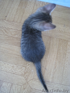 КОТЕНОК В ДОБРЫЕ РУКИ!!! #732200