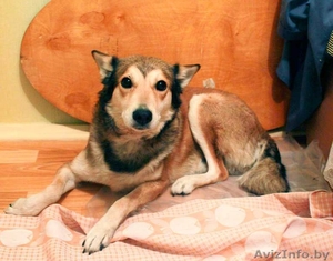 Кен - собака инвалид в поиске нового дома  ( в дар) #735280