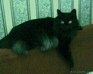 Шикарный сибирский кот в хорошие руки! #745559