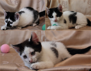 Крошки-котята в дар #741932