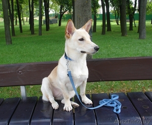  щенок маленькой собачки в добрые руки #748776