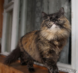 Чера - черепаховая красота #742036