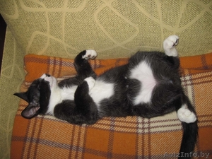 МИШЕЛЬ - черно-белый котенок 5 мес. #736713