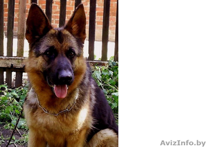 овчарка в хорошие руки #734665