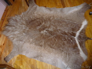 шкура кабана, пр-во Голландия #743616