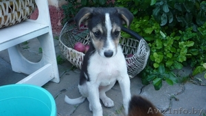 Марта-чудом выжившая малышка #742907