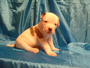 Американский бульдог-щенки #733438