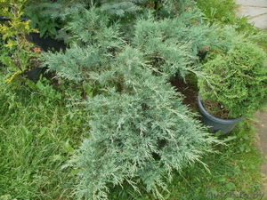 Туи,  можжевельник,  форзиция,  тис,  самшиты,  ели. #729715