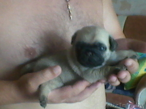 Продам щенков мопса. Девочки #730107