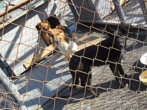 3 Собаки ищут один дом #735250