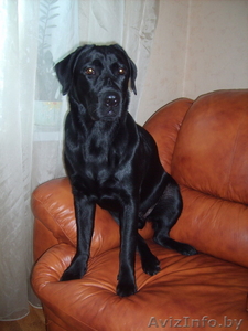 ЩЕНОК Лабрадора-ретривера 10 месяцев #732581