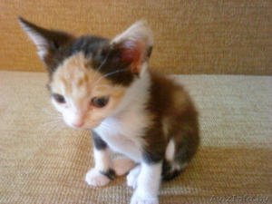 Крошечная Кися - крошка на ладошке - в ДАР! #732608