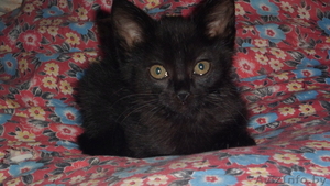 Отдам котенка месячного черного #730464