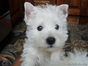 Очаровательные,  перспективные Щенки Вест-Хайленд-Вайт терьера,  д.р.09.06.2012 #741910