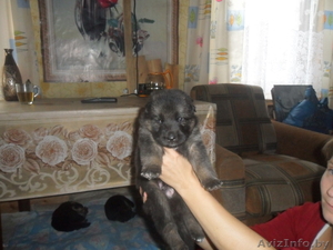  отличные щены немецкой овчарки #746198