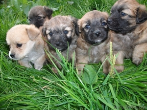 малышки ищут новый дом #743494