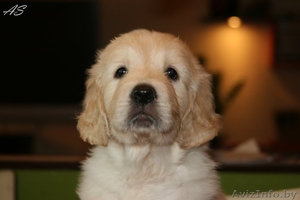 Щенки золотистого ретривера. Родители чемпионы! #736093