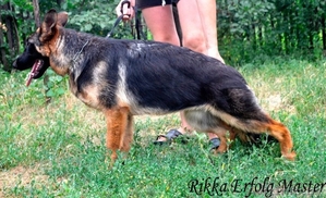 Подрощенная высокопородная девочка породы Немецкая овчарка  #737491